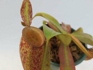 N.ampullaria 'Bronze Nabire' BE-3304-M 3.5号【現品限り】ネペンテス 食虫植物_13973