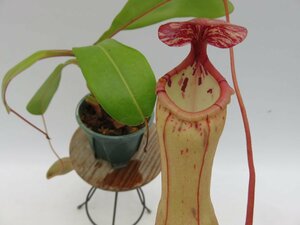 N.clipeata × ventricosa 3号【現品限り】ネペンテス 食虫植物_14040