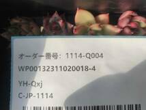 1114-Q004 スペードA8個 多肉植物 韓国 エケベリア　　送料設定に変更があります、入札前に商品説明を確認してください。_画像3