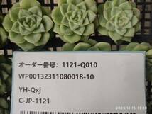 1121-Q010 ホワイトスワン（白鳥）18個 多肉植物 韓国 エケベリア_画像3