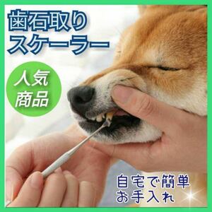 歯石取りスケーラー　ペット用　 歯石除去　ペット 犬用　猫用