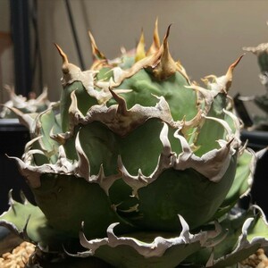 DE15特選多肉植物アガベ チタノタ 巨獣 Agave titanota ' Giant Beast '（ ハデス シーザー チタノタ ）優良血統子株