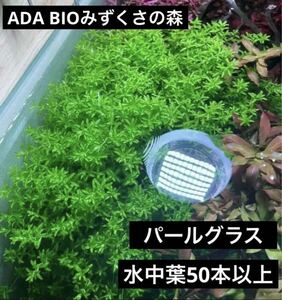 【水草】パールグラス　水中葉50本以上！ADA BIOみずくさの森 