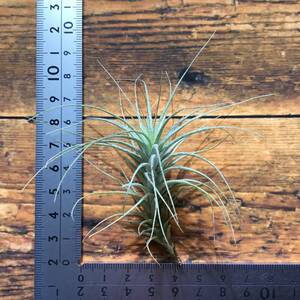 Tillandsia heteromorpha　チランジア　ヘテロモルファ