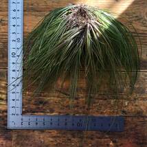 Tillandsia pseudosetacea　チランジア　プセウドセタセア_画像2