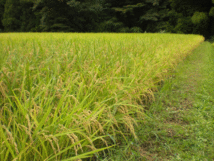 【訳あり】中粒米（白米）５㎏①【送料込】５年産 コシヒカリ 無農薬栽培 農家直送 遠赤外線乾燥 世界農業遺産 石川県産 紙袋発送_画像2