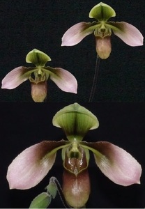 初蕾付株 Paph appletonianum('Tea Time'×'Oriental Witch') 最終販売! 原種 パフィオ 洋蘭