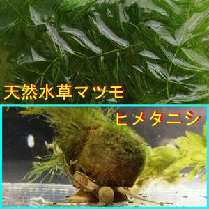 天然水草マツモ20センチ×3本　ヒメタニシ15匹+α