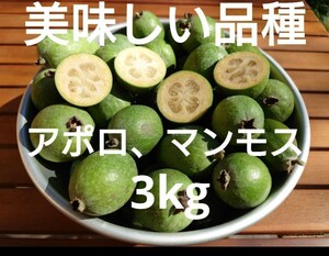 フェイジョア　3kg　千葉県産　果実酒　シロップ　パイナップルグアバ