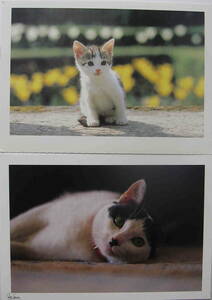 カラー絵葉書★「子猫　ポストカード４枚セット」