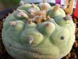 ロホホラ属デフィサＴ-3実生疣翆冠玉多肉植物サボテン