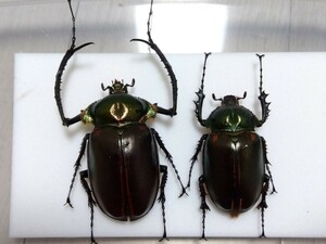 【標本】大型ヤンソンテナガコガネ(ヤンソニーテナガコガネ)♂72mm♀62mmペア