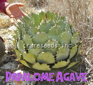 【魅惑の激レア】紅棘の自然ハイブリッド　アガベ ナサビオラム Agave nussaviorum 種子10粒 θ **ц**　п　③