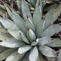 【魅惑の棘！強烈！ブラック スパイン！】 アガベ マクロアカンサ Agave macroacantha 種子10粒 ③　 θ **ц**_画像3