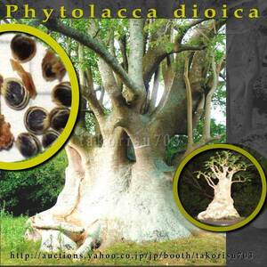 激レア！【奇妙な塊根樹木】オンブ 新種子10粒！Phytolacca dioica ombu 種 健康 盆栽　 θ ш **ц** ⑮　