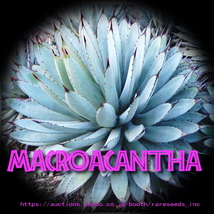 【魅惑の棘！強烈！ブラック スパイン！】 アガベ マクロアカンサ Agave macroacantha 種子10粒 ③　 θ **ц**_画像4