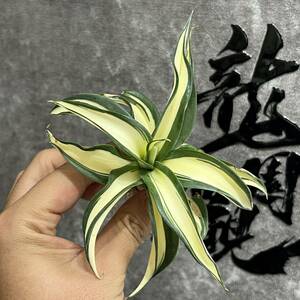 【龍園觀】①No.15 特選 アガベ 多肉植物 テキーラ 波の葉オウムのくちばし‘Agave desmetiana’ 激レア！ 黄中斑 極上株 輸入株 