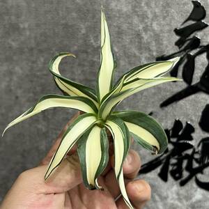 【龍園觀】①No.24 特選 アガベ 多肉植物 テキーラ 波の葉オウムのくちばし‘Agave desmetiana’ 激レア！ 黄中斑 極上株 輸入株