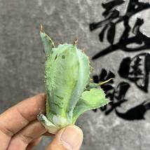 【龍園觀】①No.817 特選 アガベ 多肉植物 potatorum ‘Spawn' 超陽炎 極上子株 超希少！！_画像5