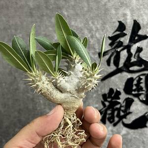 【龍園觀】①No.959 特選 塊根植物 多肉植物 パキポディウム　デンシカウレ　恵比寿大黒 実生 極上株 