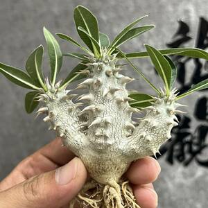 【龍園觀】①No.961 特選 塊根植物 多肉植物 パキポディウム　デンシカウレ　恵比寿大黒 実生 極上株 