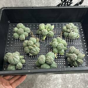 【龍園觀】①No.956 アガベ 多肉植物 塊根植物 Euphorbia obesa ユーフォルビア オベサ 群生株 8株