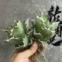 【龍園觀】①No.241 特選 アガベ 多肉植物 蟹 カニ 強棘 極上株 2頭_画像8