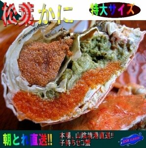 5本、蟹の王様/特大「活セコLL-1kg/」足折れ1・2本、松葉蟹の子持ち雌、山陰境港直送！！