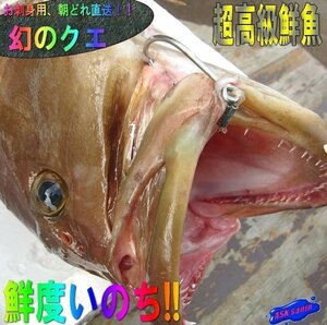 ★幻の超高級魚★「クエ1-2kg（キロ売り、代引発送）」を喰え!! 　とれたて直送、山陰境港産!!
