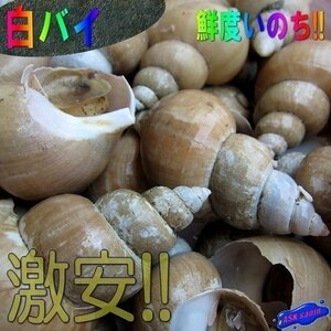 磯の高級珍味「白バイ3kg」お刺身用、肝も絶品!!　山陰境港産