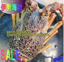 3本、究極の鮮度「伊勢海老」超低温製造、高級料亭ご用達!!_画像1