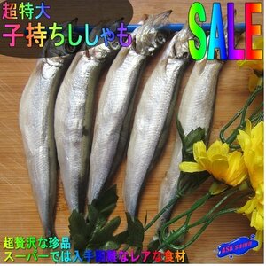 超特大、樺太「子持ちししゃも10尾で300g」(5尾入り×2パック) 厳選した特大サイズ