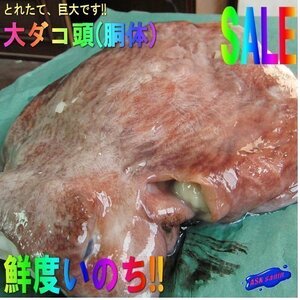 珍品・珍味「水タコ胴体(頭) 6.2kg」お刺身、タコ鍋に　（活冷凍）『魚王国』 境港産