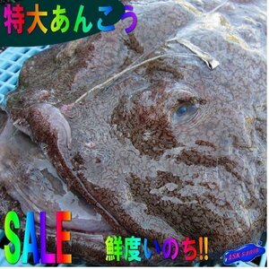 山陰境港産「kあんこう1尾4.８kg」．．．料亭の味をご自宅で