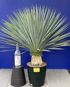 丹精込めて育てました　ユッカロストラータ　(黄色シール) Yucca rostrata 国内栽培　160サイズ　　　　