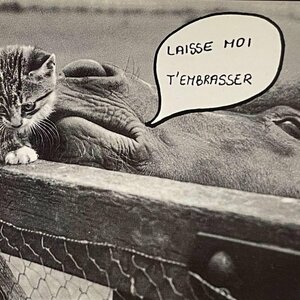 1円スタート！ アンティーク ポストカード 猫 ネコ 馬 未使用 80年代 90年代 フランス ヴィンテージ 海外 外国 絵葉書 写真 フォト 1