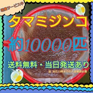 【送料無料】タマミジンコ ３ ｇ+α約１００００匹 メダカ 金魚 熱帯魚などの活き餌に！【当日13時までのご入金確認で当日発送！】