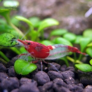  red Lilly shrimp 40 tail [ less selection another /1.0.±][+1 tail service ]