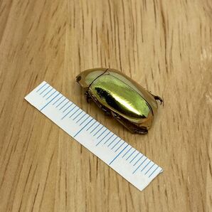 [昆虫標本] Chrysina resplendens no.046