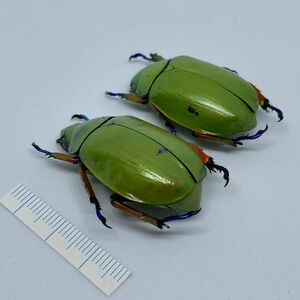 [昆虫標本] Chrysina adolphi no.076