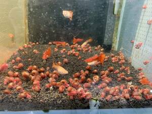 レッドラムズホーン　100匹　　残餌苔処理　繁殖力抜群　水槽の掃除屋さん　グッピー水槽に　送料無料