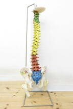 00051 上511-389　模型 JCDC　3B　ドイツ製　カラー　脊柱模型　脊椎　背骨　骨盤　骨格　人体模型　インテリア　中古品　140_画像1