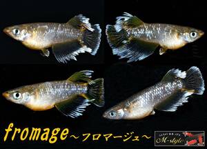 ◇◆m-style・垂水様直系・最新作【　フロマージュ　】孵化後3週間の稚魚　7匹◆◇　親魚動画有