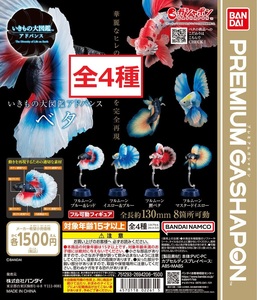 送料無料 いきもの大図鑑アドバンス ベタ 全4種 プレミアムガシャポン PREMIUM GASHAPON ガチャガチャ 魚 生き物 闘魚 Betta