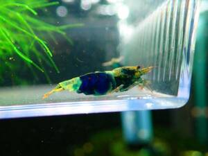 渚shrimp Samurai Blue 抱卵ペア
