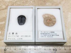 化石 2個 セット 三葉虫 アンモナイト ケース入り 標本