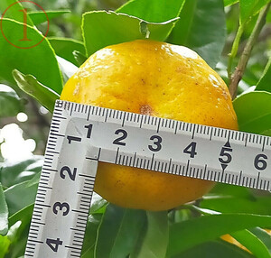 １円 無農薬 二種類のオレンジ みかん 美柑 落札後収穫