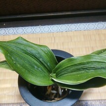 オモト 大琳　縁起物　観葉植物　徳川家康　山野草 縞 斑_画像2