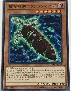 遊戯王 ノーマル 効果モンスター 1枚 捕食植物バンクシアオーガ COTD