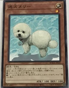 遊戯王 ノーマル 効果モンスター 1枚 迷犬メリー BODE